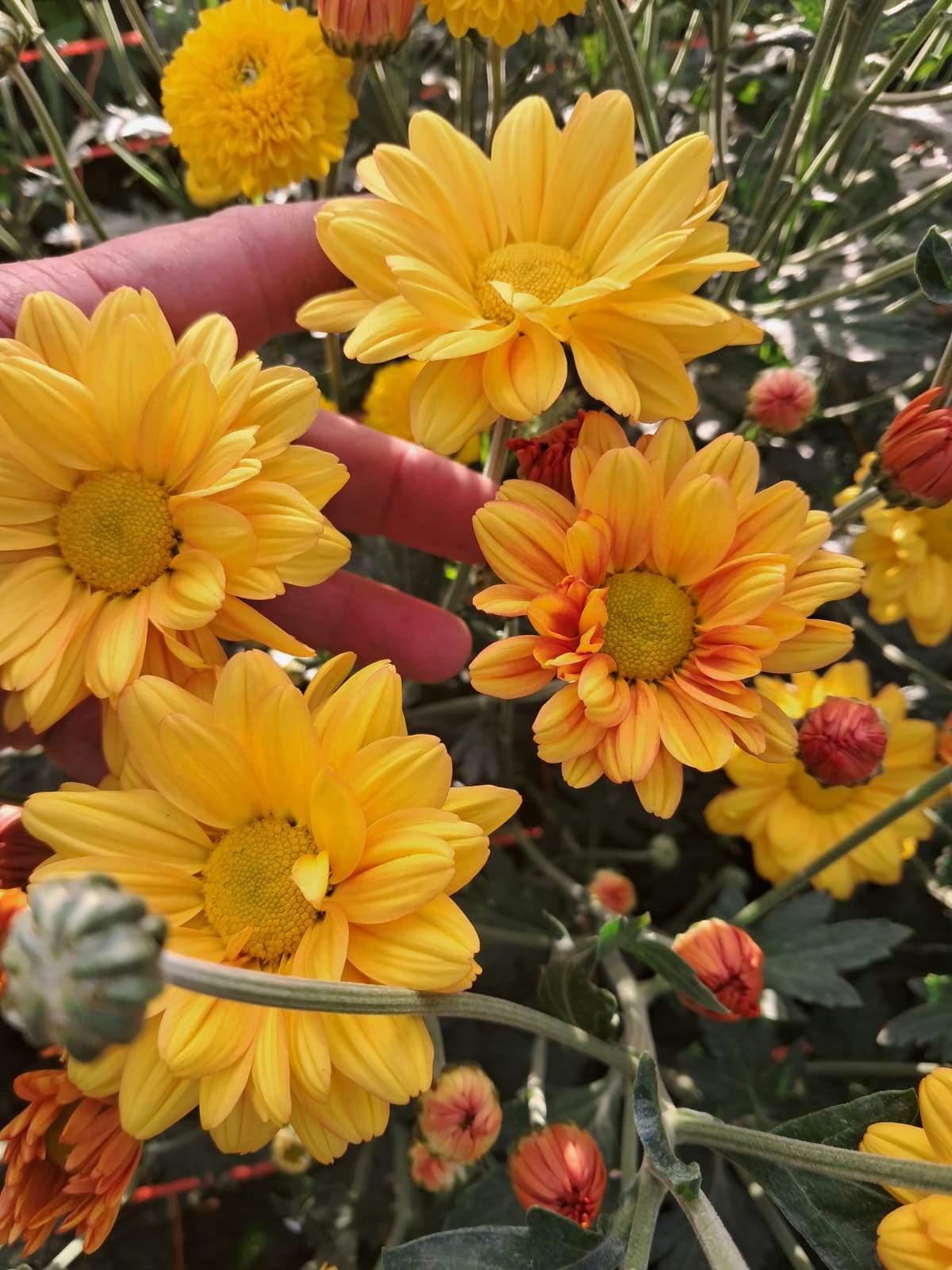 Flor en producción 2